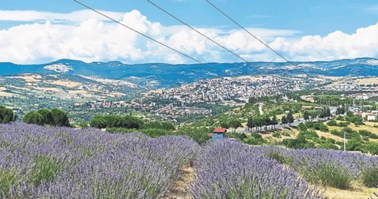 Manisa’da lavanta üretimi 17 tonu buldu