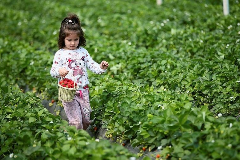 Menemen’deki Emiralem çileğinde hasat mesaisi! İzmir’den tüm Türkiye’ye gidiyor