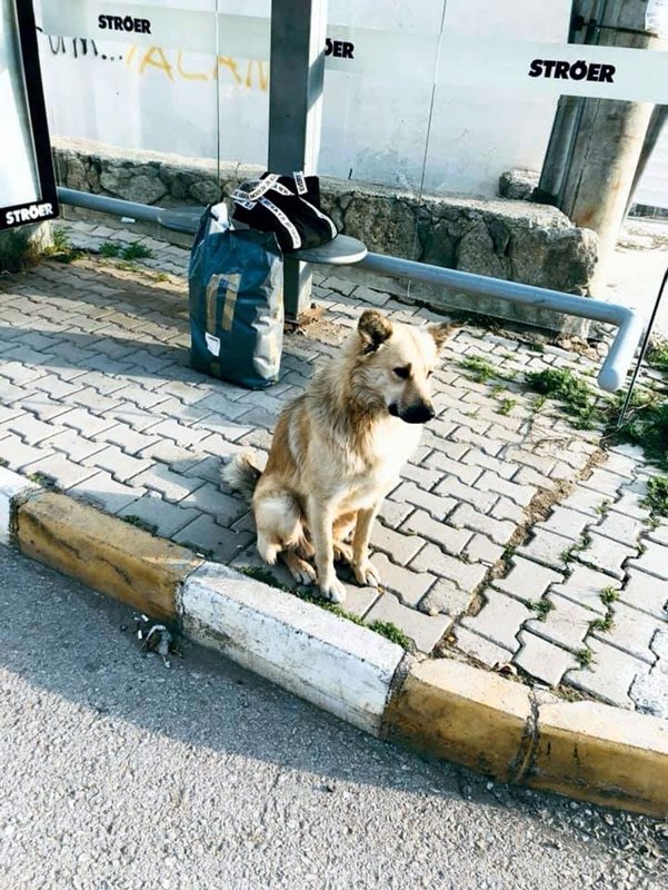 Muğla’da sahibinin terk ettiği köpek dolmuş durağından ayrılmıyor
