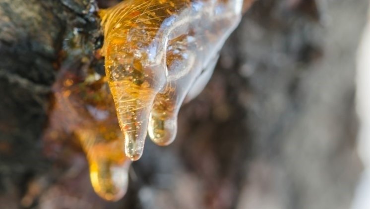 Bu besin ile 15 günde içinde 10 kiloya kadar verebilirsiniz! İşte zayıflatan mucize yöntem