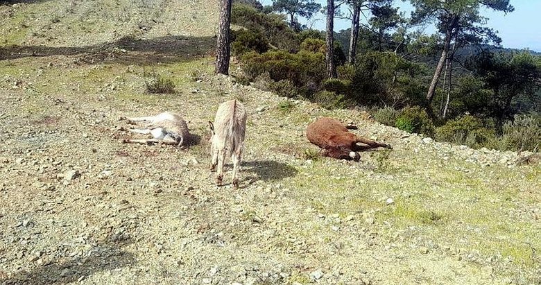 Boş arazide vurulmuş halde bulundular