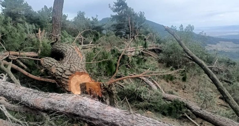 Asırlık çam ağaçları katledildi