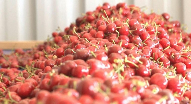 Kirazın anavatanı Kemalpaşa’da kiraz hasadı sürüyor