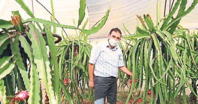 Ejder meyvesinin ilk hasadı yurtdışına gitti