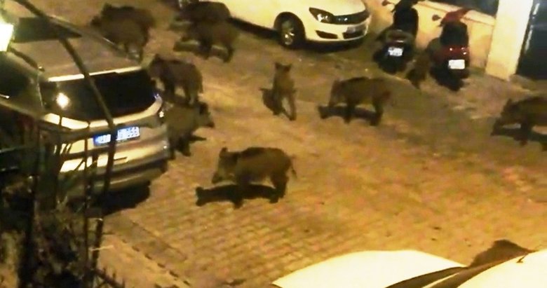 Yaban domuzları şehre indi