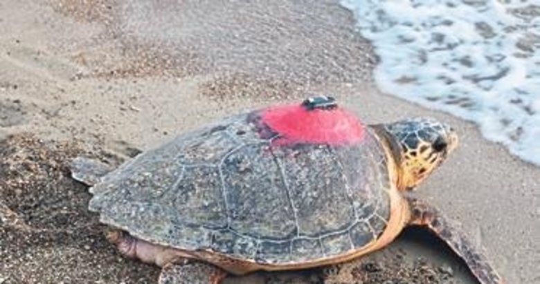 Caretta caretta ‘Tuba’yı 8 milyon kişi takip etti