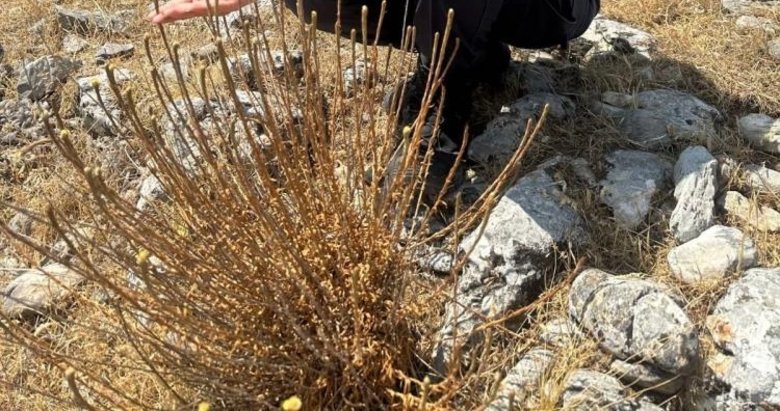 Aydın’da 11 adet kaldı, koparmanın cezası cep yakıyor