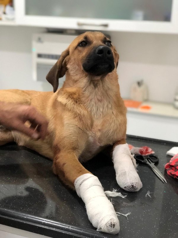 İzmirde yavru köpeÄi bacaklarından vurdular