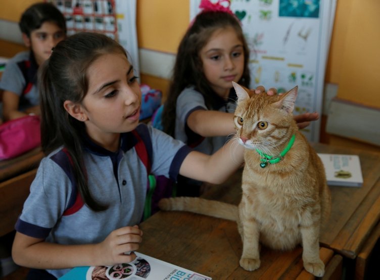 Kedi Tombi yaz tatilinin ardından okula döndü