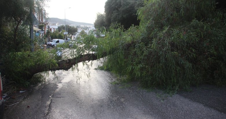 Bodrum’da koca ağaç bir anda yola devrildi
