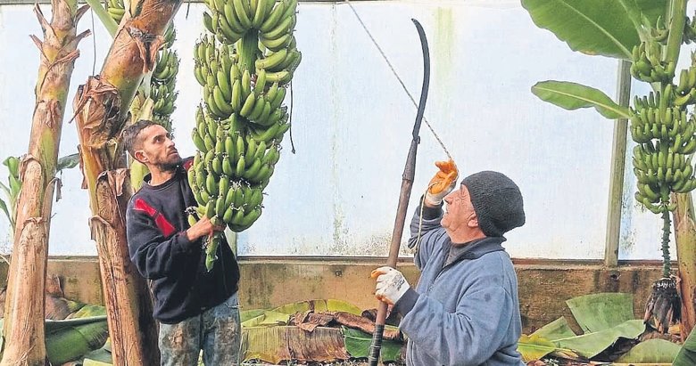 Aydın’da muz hasadı sürüyor