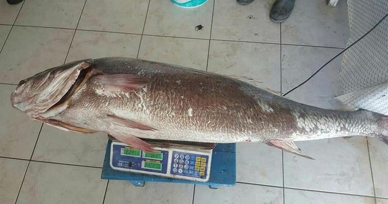 Neredeyse insan boyunda! Gören şaşkınlık yaşıyor