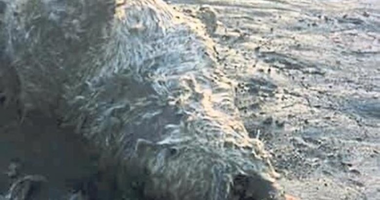 Nesli tehlike altında olan su samuru sahilde ölü bulundu