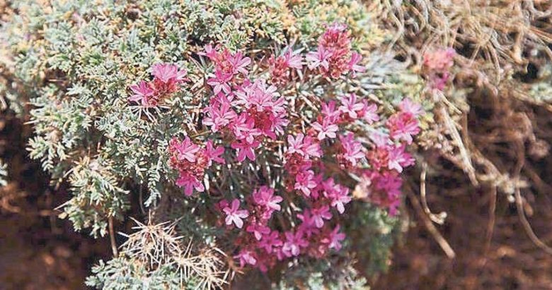 Kanserle mücadelede yeni silah: geven otu