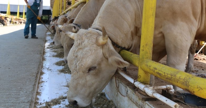 Bilim Kurulu üyesi Yamanel’den ’hisseli kurban kesimi’ uyarısı