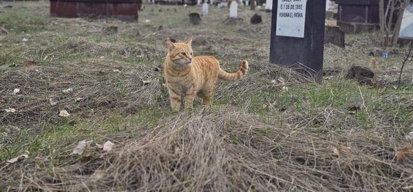 esi-tarafindan-oldurulen-adamin-kedileri-mezarinin-basindan-ayrilmiyor-1774939244124.png