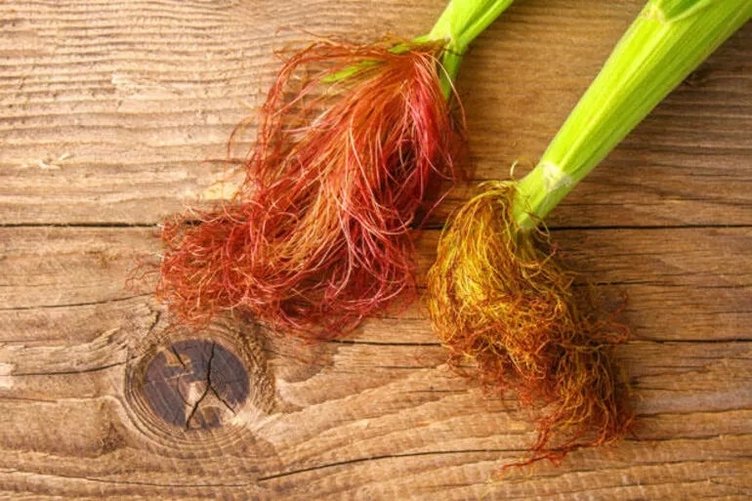 Mısır püskülü çayı nasıl hazırlanır? Mısır püskülü çayının faydaları nelerdir?