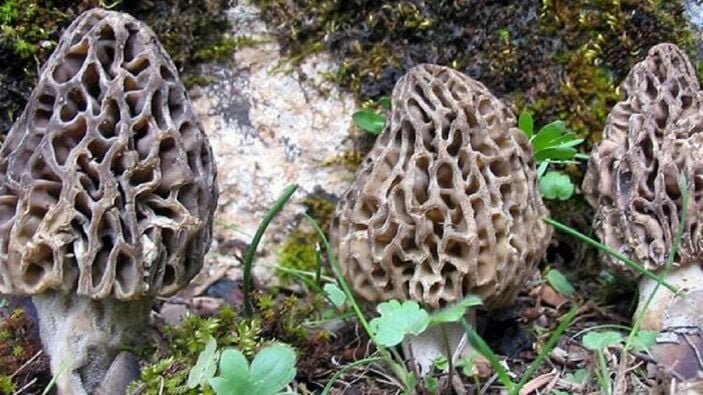 Kuzugöbeği nedir? Kuzugöbeğinin faydaları nelerdir?