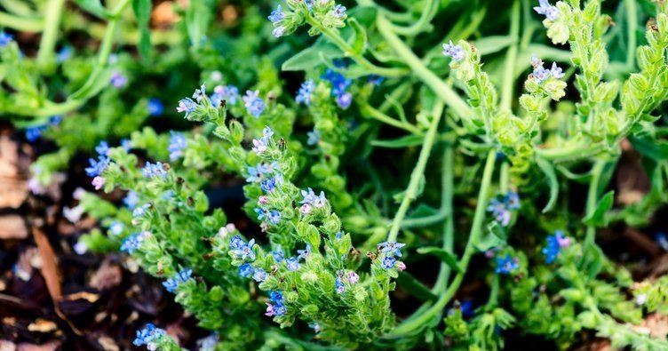 Hava civa otu neye iyi gelir? Hava civa otunun faydaları nelerdir?
