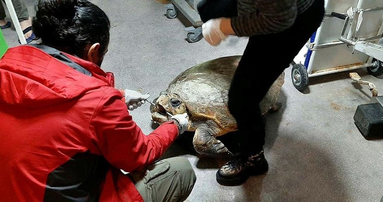 Deniz kaplumbağası kalp masajı ile hayata döndürüldü
