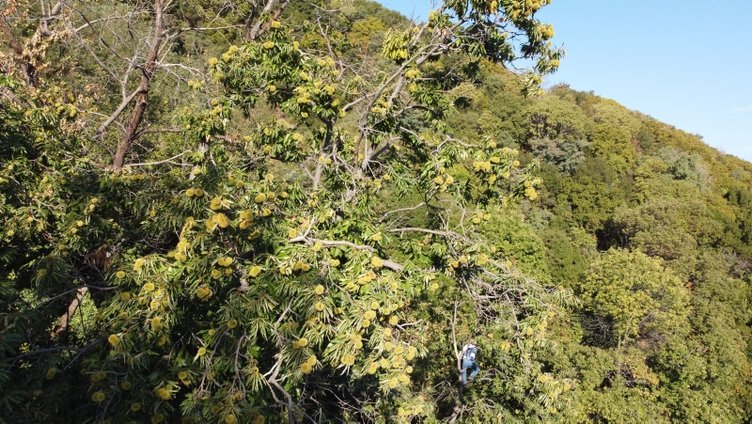Tire’de tehlikeli kestane hasadı! 30 metrelik ağaçlara komanda gibi tırmandılar!