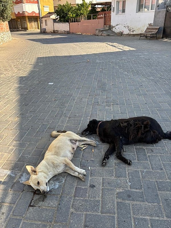 Selçuk’ta 10 köpek ile 5 kedi zehirlendi