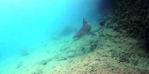 Ege Denizi’ndeki köpek balıklarının sırrı ortaya çıktı
