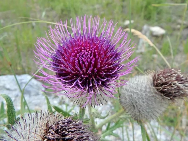Dulavrat otu ne işe yarar? Dulavrat otunun faydaları nelerdir?