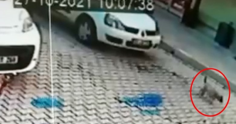 Afyon Da Vahset Otomobili Ile Yavru Kopegin Uzerinden Gecerek Oldurdu Afyon Da Vahset Otomobili Ile Yavru Kopegin Uzerinden Gecerek Oldurdu