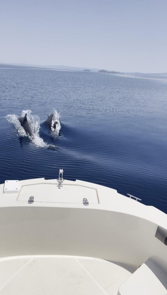Yunuslar tekneye böyle eşlik etti! Çanakkale’den renkli görüntüler