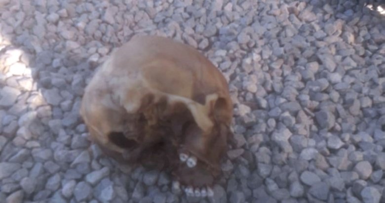 Bodrum’da köpekler tarafından bulunan kafatasının kimliği belirlendi