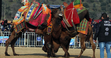 Deve güreşleri yeniden başlıyor