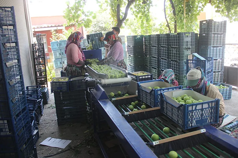 kaz-daglarinin-beyaz-altini-ureticiyi-sevindirdi-10-bin-tonluk-hasat-bekleniyor-1786433113850.png