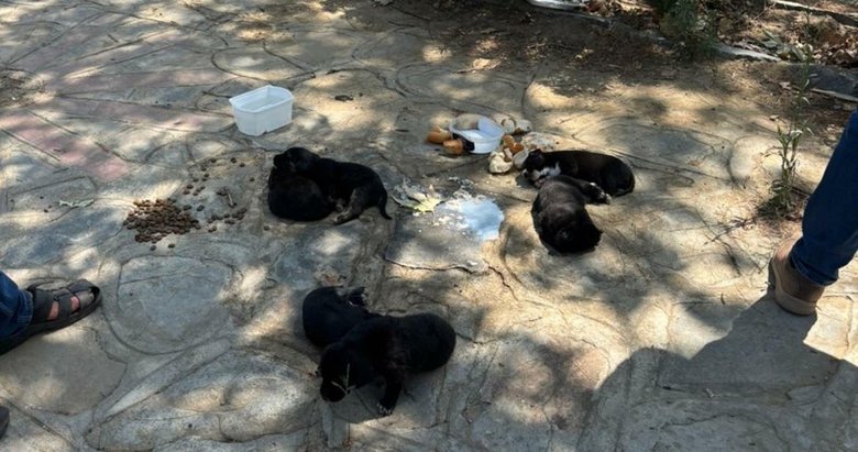 Selçuk’ta 10 köpek ile 5 kedi zehirlendi