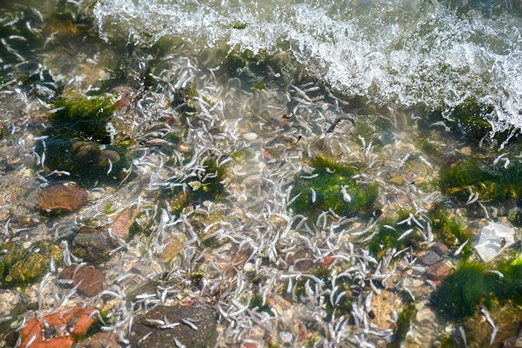 Bakan Kurum’dan İzmir Körfezi için Bilim Kurulu kararı! Bu hafta toplanıyor