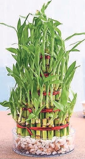 Doğal hava temizleyiciler