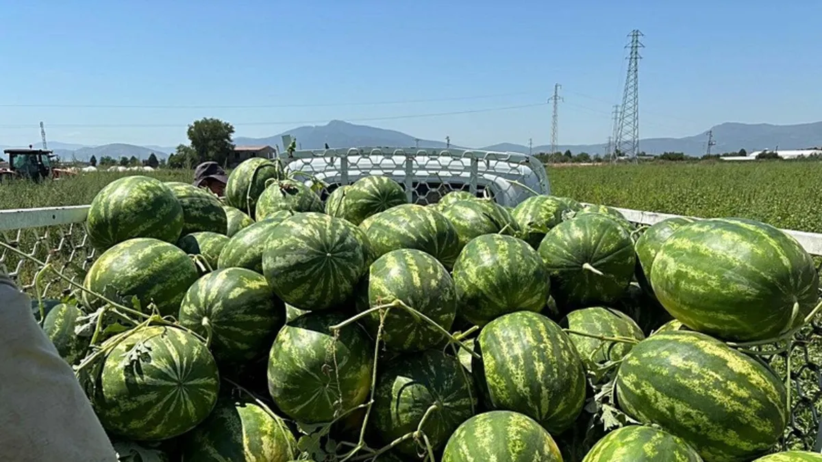 İzmir'de karpuz hasadı heyecanı! Torbalı'da sezon açıldı: İyi bir karpuz nasıl seçilir?