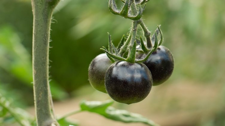 Tek bir tohumu kanserle savaşıyor...Doğal kemoterapi etkisi yaratıyor!