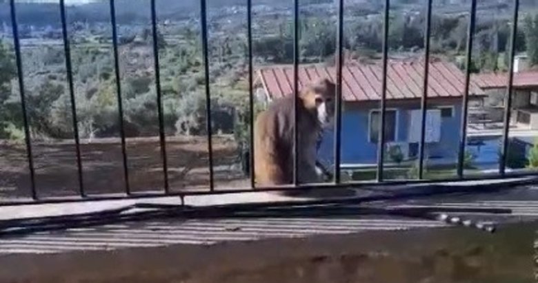 Muğla’da kaçak maymun alarmı! Mahalleli seferber oldu
