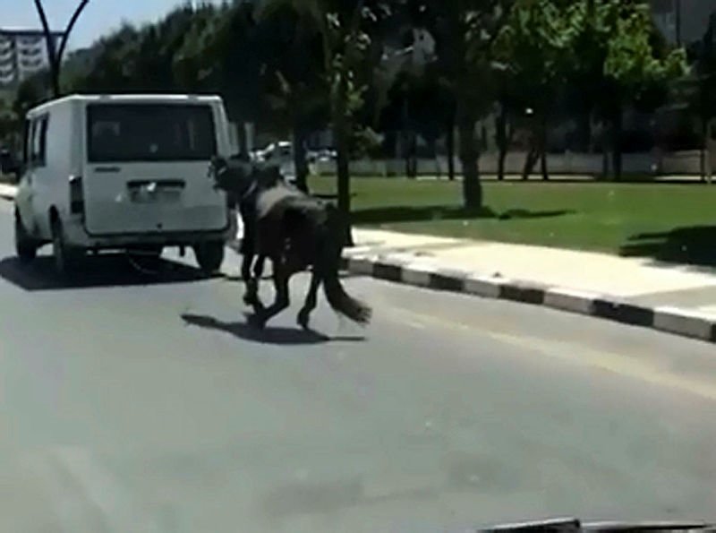 Atı minibüsün arkasına bağlayıp koşturdu