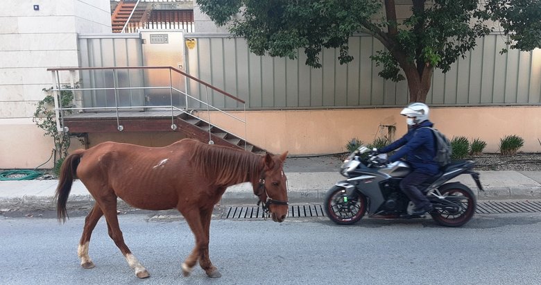 Bodrum’da başıboş at trafiği birbirine kattı