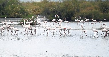 Ayvalık lagünlerinde flamingo şöleni