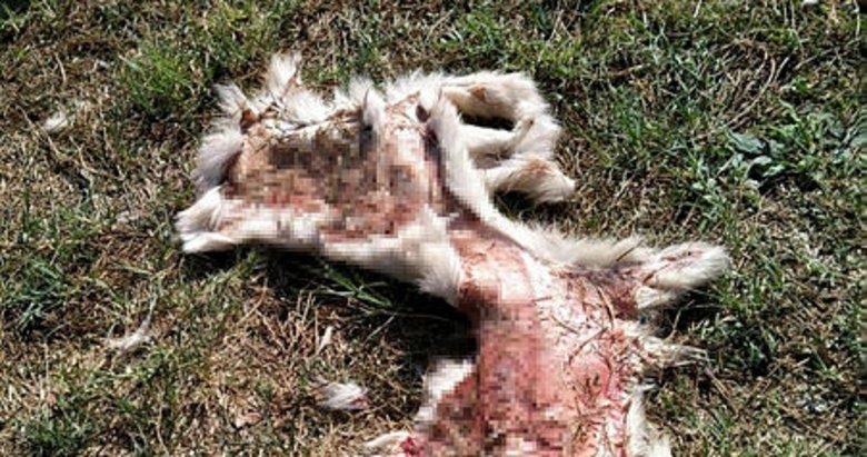 Aydın’da yüzülmüş köpek derisi ile kedi ölüsü bulundu