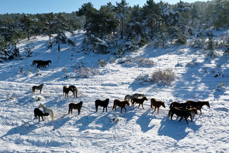 Kütahya’nın yılkı atları kar üstünde görüntülendi