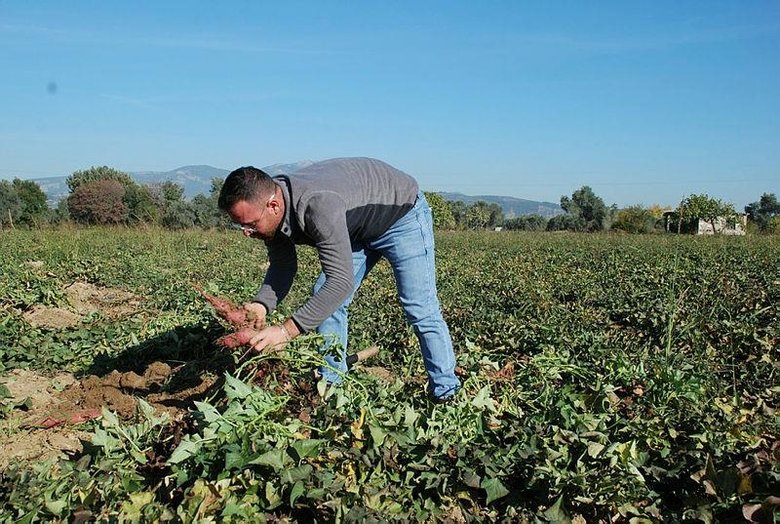 İzmir’de üretiyor; gören turp sanıyor ama... Renk renk tatlı patateste hasat zamanı