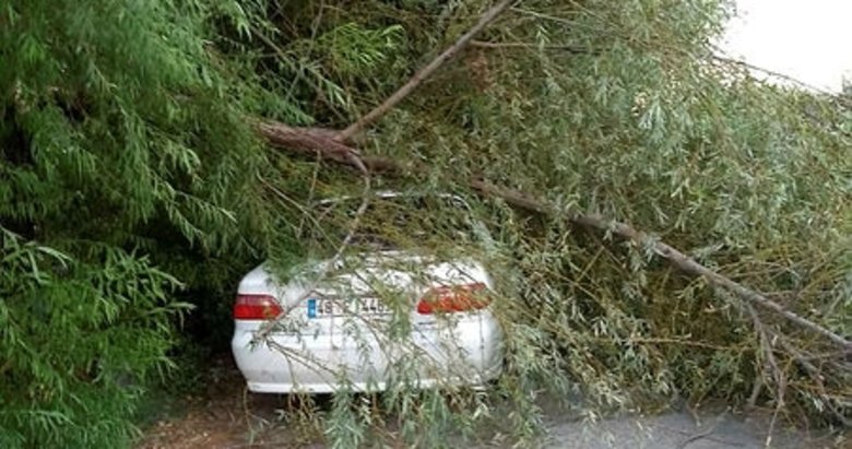 Dalaman’da ağaç dalları devrildi, otomobiller hasar gördü