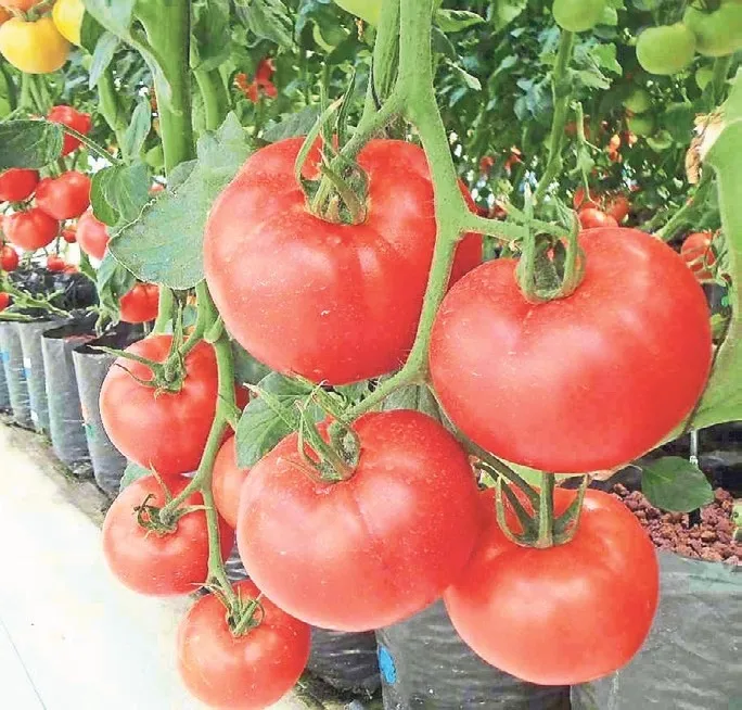 tarimin-gelecegi-topraksiz-olacak-1785360950570.jpeg