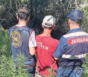 Ormanlık alanda yasadışı kenevir ekimine baskın