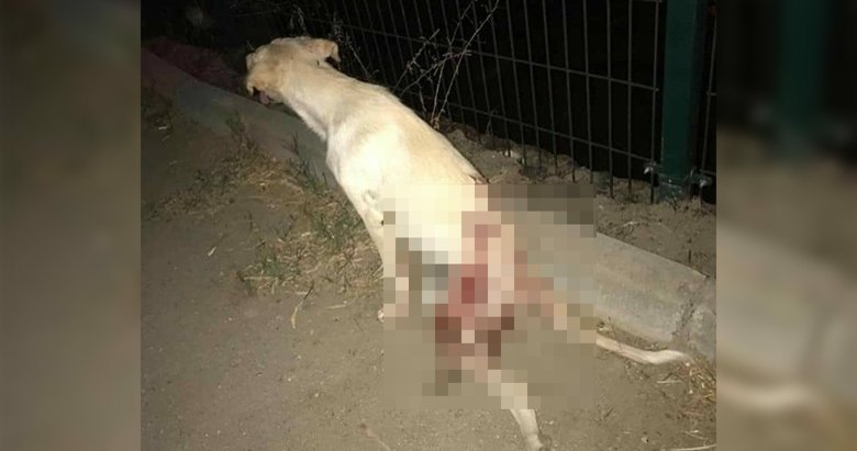 Caniliğin böylesi! Sokak köpeğini hedef tahtasına çevirdiler