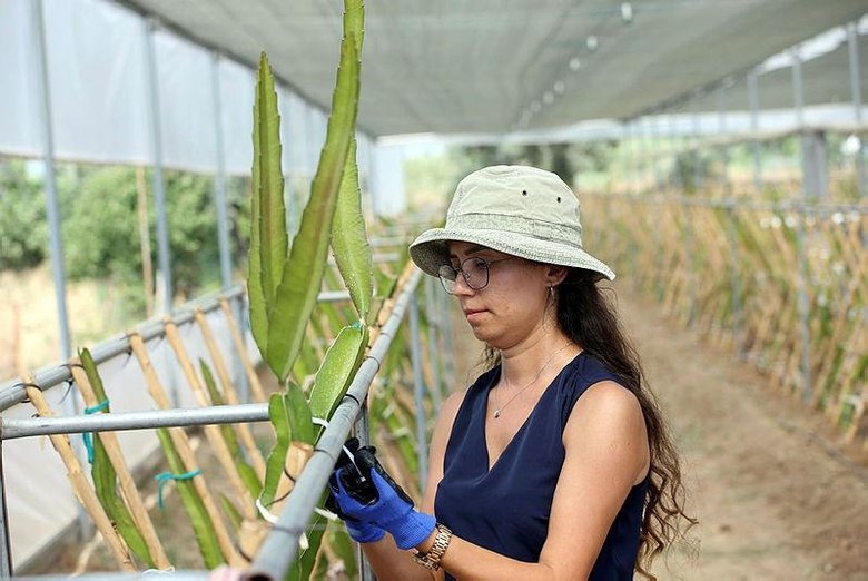Aydın’daki köyünde ejder meyvesi serası kuran kadın girişimcinin hedefi ihracat